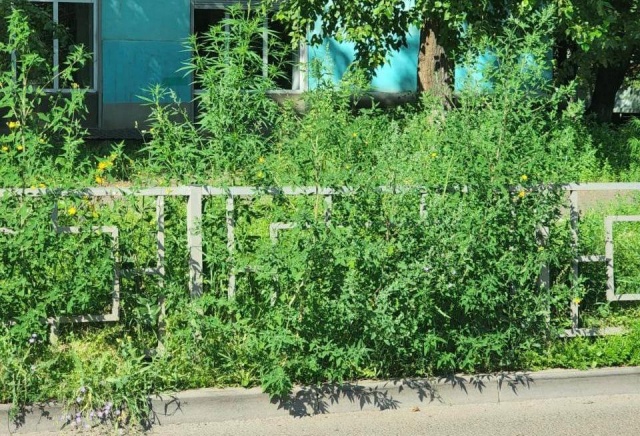 «Сердце сжимается»: экс-мэр Красноярска Сергей Ерёмин раскритиковал заросли травы в городе