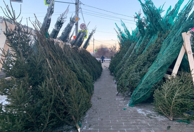 Где в Красноярске купить живую елку: адреса базаров