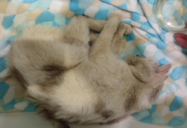 Запер без еды и воды на месяц: уголовное дело завели на красноярца за гибель кота