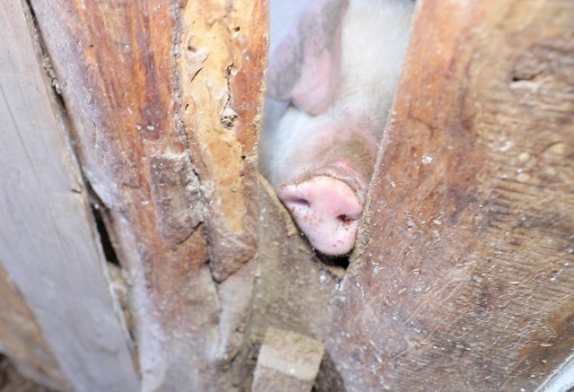 Очаг африканской чумы свиней обнаружили в Красноярском крае