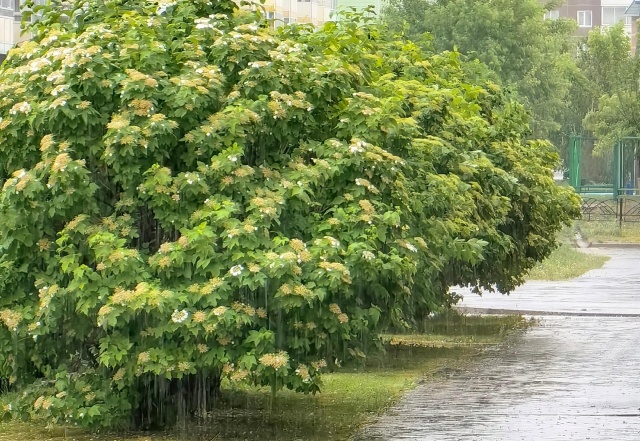 Штормовой ветер, грозы и ливень надвигаются на Красноярск