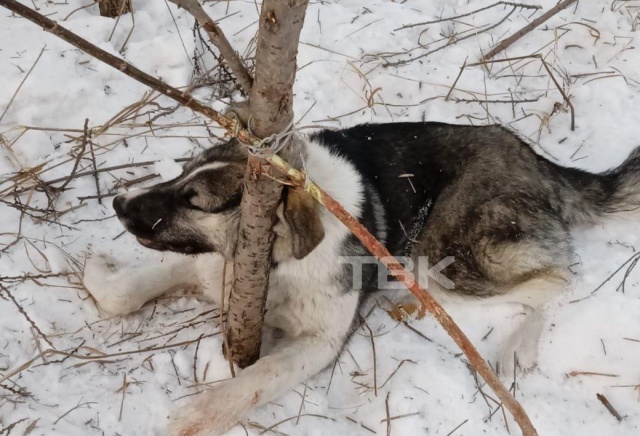 «Убивают отравой, душат, стреляют»: в Березовском районе неизвестные убивают собак