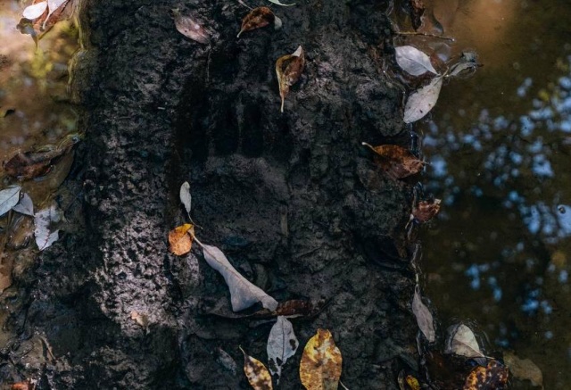 В Красноярске заметили медведицу с медвежонком