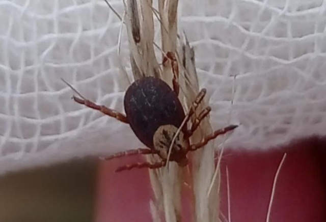 С начала сезона клещи покусали более 14 тысяч жителей Красноярского края