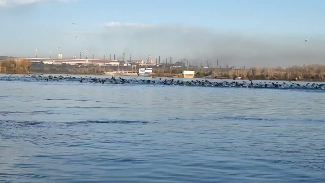 Рыбаки пророчат Красноярску дефицит рыбы из-за нашествия бакланов. Мнение ученых о ситуации