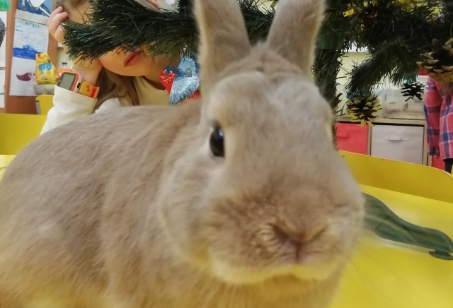 Руководитель клуба юннатов: «Не дарите кроликов на Новый год!»