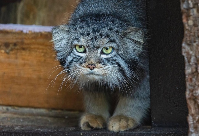 «Будто сошел с древних картин». В красноярский зоопарк привезли манула по кличке Борис из Новосибирска