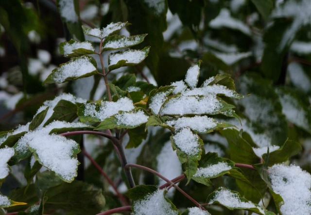 Снег и до -8°C прогнозируют красноярцам на последней неделе октября