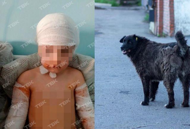 «Сказали, что там девочку собаки грызут, он побежал»: очевидец о нападении на ребенка в Диксоне