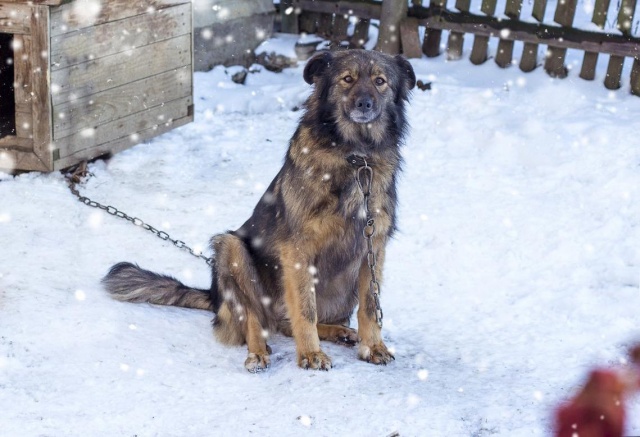 Собаки покусали 1403 ребенка в Красноярском крае за 2024 год