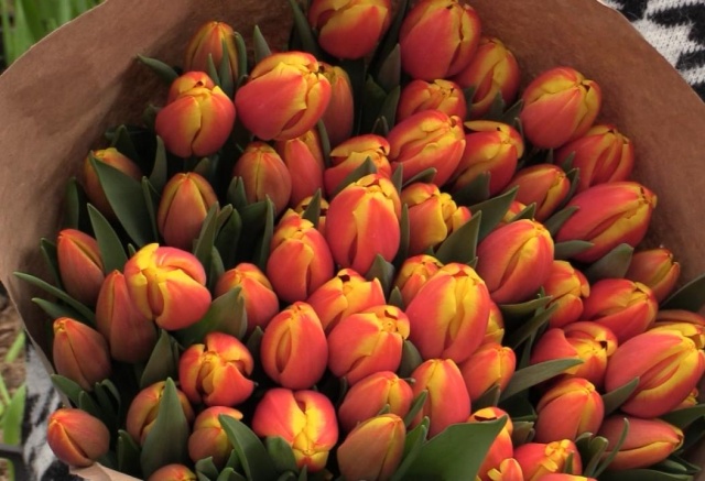 Цветочный бум в Красноярске: как выбрать тюльпаны и сколько они стоят