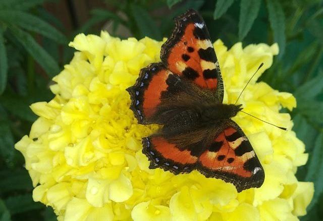 Жара до +33°C придет в Красноярск на выходных