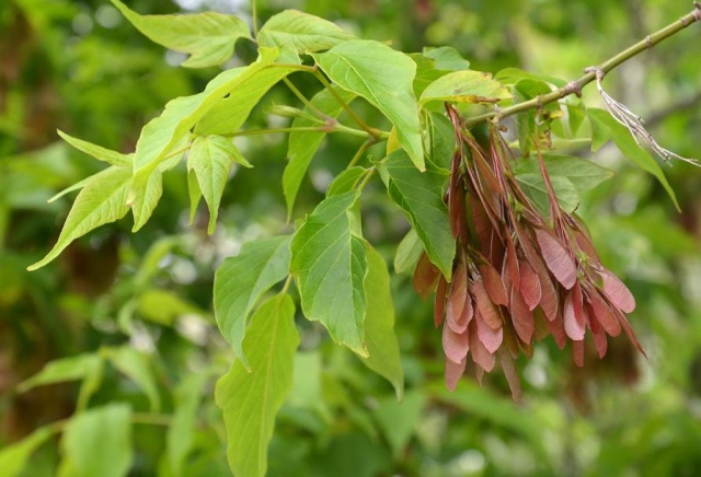 Вытесняет березы и вызывает аллергию: Рослесхоз признали американский клен опасным для экосистемы