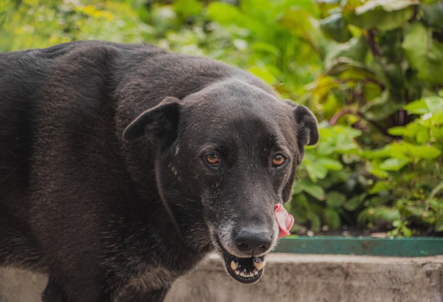 Самовыгул домашних животных запретят в Красноярском крае 