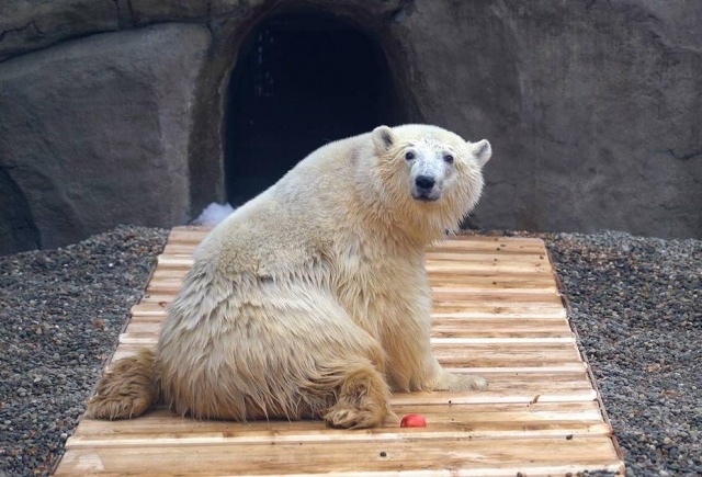 В Москве появится памятник медведю Диксону из Красноярского края