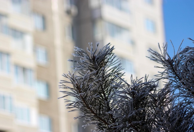 От -16°C до -1°C и снег: прогноз погоды на первую неделю зимы в Красноярске