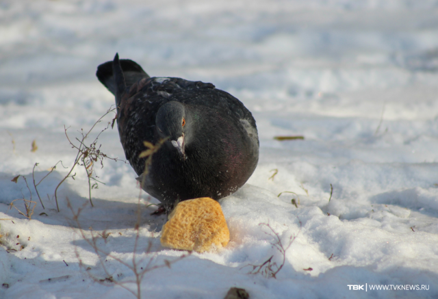 Пасмурно и до +6°C: прогноз погоды на выходные в Красноярске