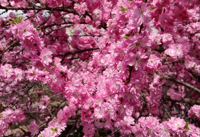 Лето пришло на 5 дней в Красноярск