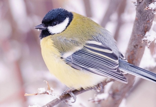 Из -17°C в -2°C: перепады температур прогнозируют на выходных в Красноярске
