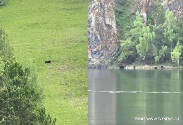 Медведи вышли к людям в Красноярском крае 