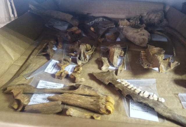 Останки животных и древнейшие орудия труда нашли на стройплощадке поликлиники в Пашенном
