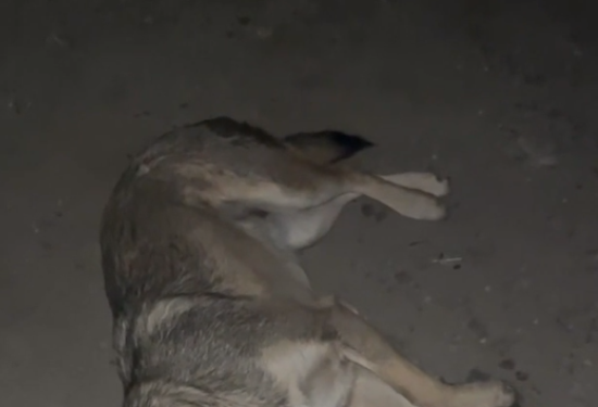 В разных районах Канска нашли 20 мертвых собак: горожане думают, что животных могли отравить