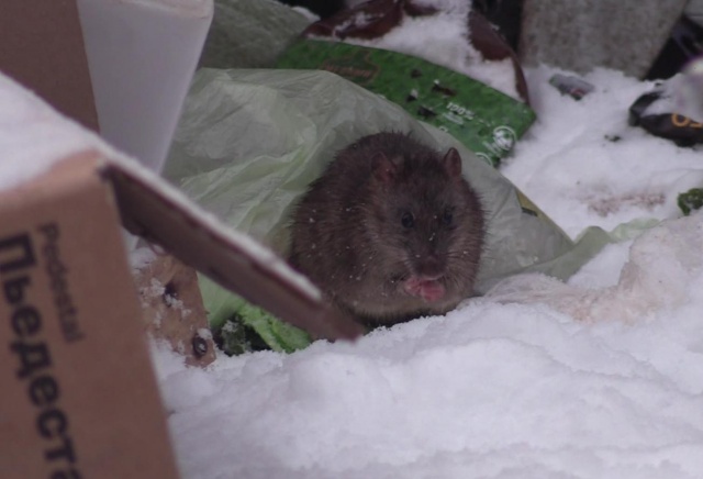 Масштабную дератизацию обещают провести в Центральном районе Красноярска