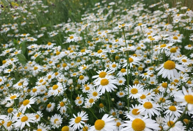 Теплыми и дождливыми будут первые выходные августа в Красноярске