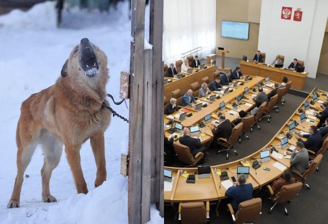 Выплаты на отлов бездомных животных увеличили в Красноярске почти в 2 раза