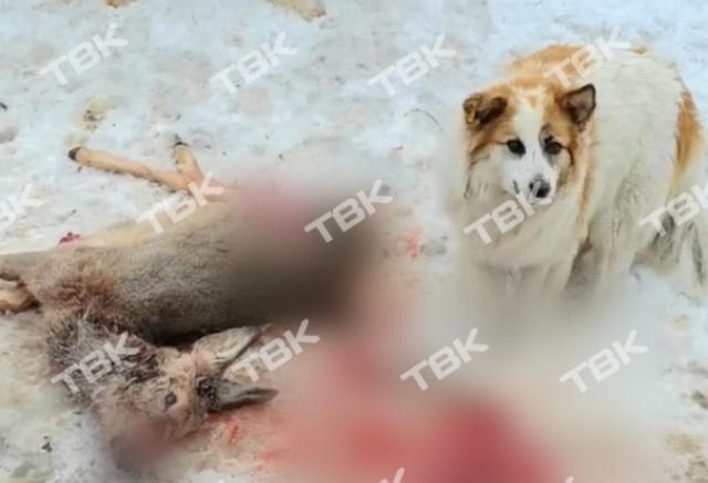 Стая собак загрызла косулю в Свердловском районе Красноярска