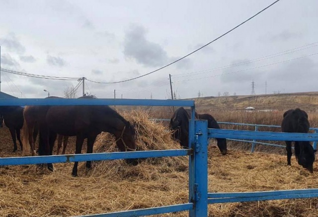  «122 лошади в антисанитарных условиях»: прокуратура нашла нарушения в работе красноярского конного клуба «Мустанг»