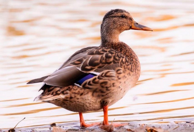 От +7°С до -5°С: погода на праздничные ноябрьские выходные в Красноярске