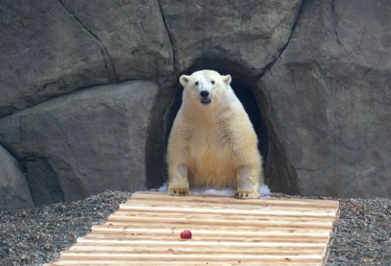 Памятник в честь медведя Диксона из Красноярского края хотят установить в Москве