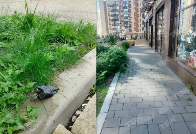 Красноярцы находят трупы птиц в Академгородке: в чем причина?