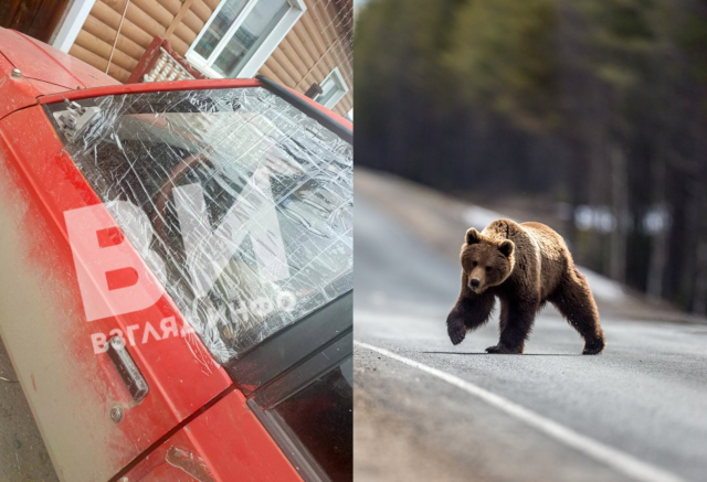 «Стекло разбил головой, зеркало снес»: медведь напал на машину на юге Красноярского края