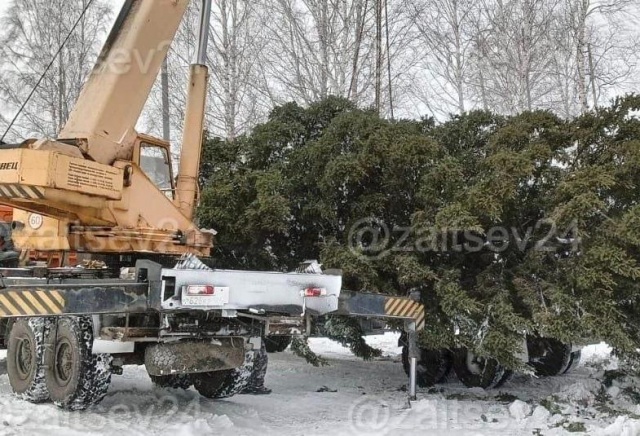 Власти Шарыпово спилили елку с частного участка, чтобы установить ее на городской площади