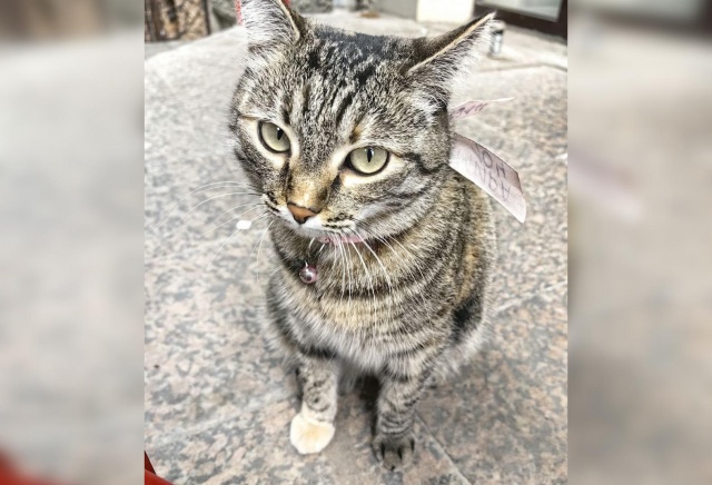 «Пропала Ириска»: флористы ищут кошку-хранительницу цветочного магазина в центре Красноярска