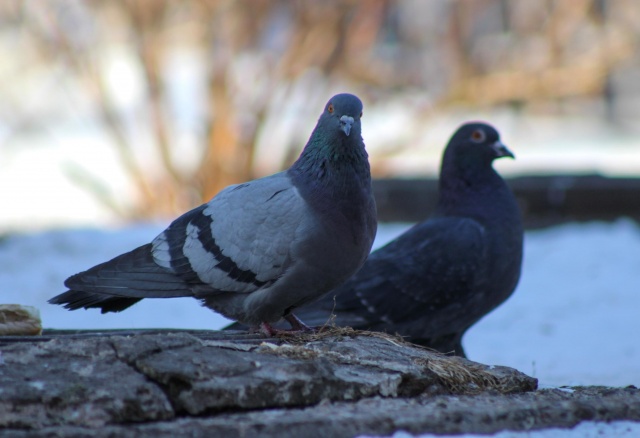 Синоптики рассказали о погоде на 8 марта в Красноярске