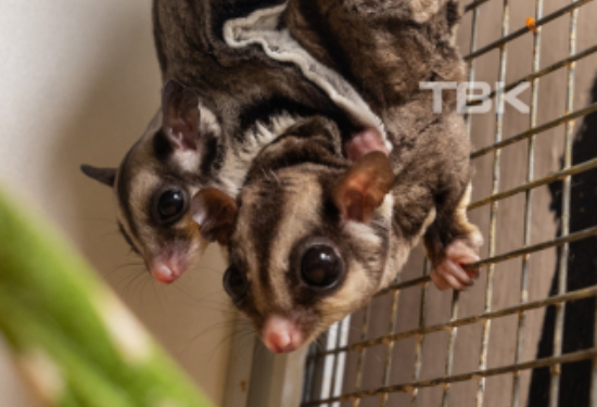 «Он камеры боится, за маму прячется»: детёныш поссума родился у красноярца в домашних условиях