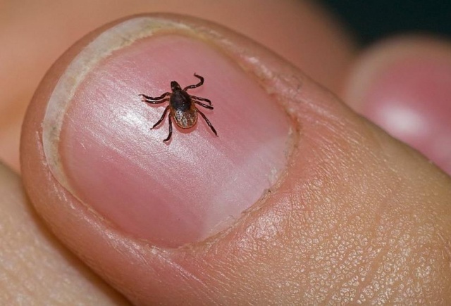 Клещи покусали 11 жителей Красноярского края за неделю