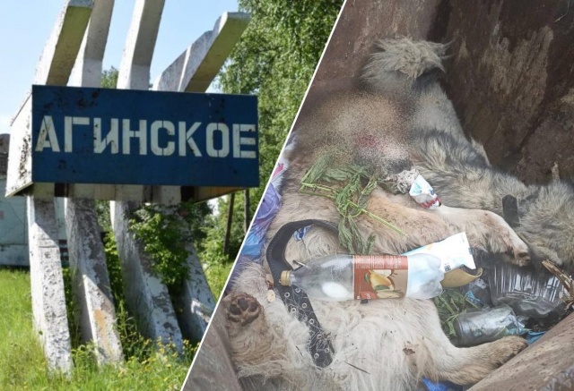 Житель Красноярского края убил собак бывшей девушки, потому что она не дала денег на выпивку