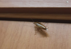 «Держись, весь город за тебя»: красноярцы поддержали подростка, которого «забуллили» после фото тараканов в столовой