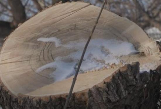 Красноярцы жалуются на обрезку и вырубку деревьев: в мэрии объяснили, зачем это нужно
