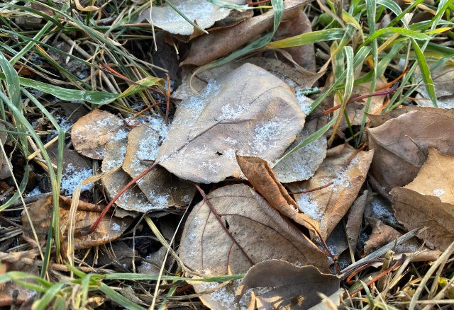 Общегородской субботник пройдет в Красноярске 20 сентября