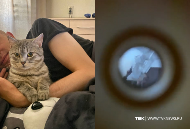 «Открываем дверь – соседка наводит пистолет на лицо»: красноярцам угрожают после падения их кота с высоты 14 этажа