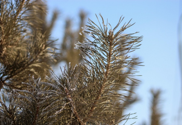В Красноярск на выходных вернутся 30-градусные морозы
