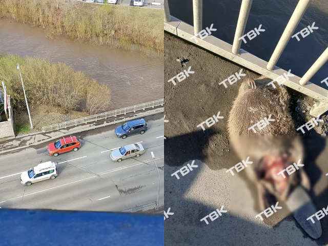Бобра сбили на мосту в Красноярске