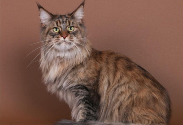 Мейн-кун из Красноярска возглавила рейтинг лучших котов-старожилов