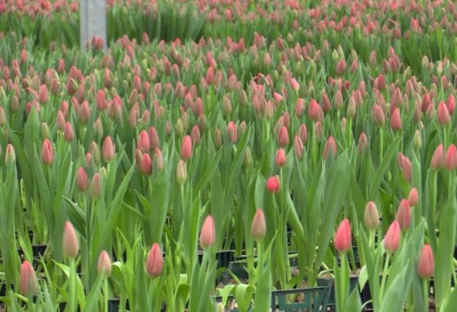 Где купить тюльпаны на 8 Марта в Красноярске: публикуем список адресов