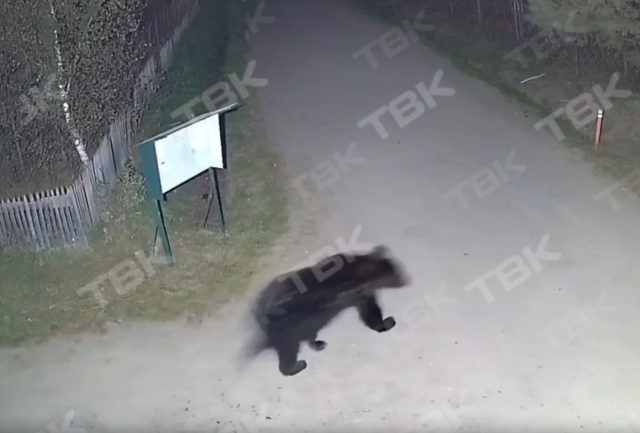 Медведи вышли к людям сразу в трех СНТ под Красноярском